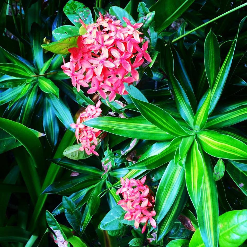 FLEURS