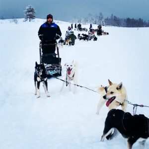 Chiens de traineau en Norvège 5