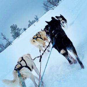 Chiens de traineau en Norvège 3