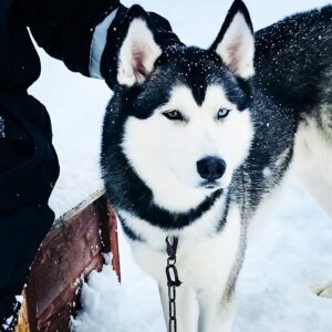 Chiens de traineau en Norvège 2