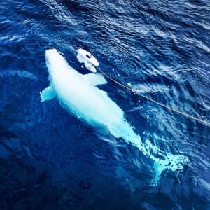 Beluga