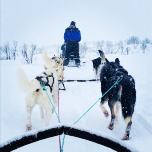 Chiens de traineau en Norvège 4