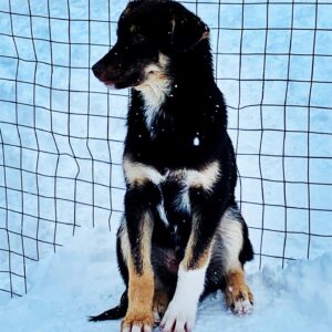 Chiens de traineau en Norvège 6